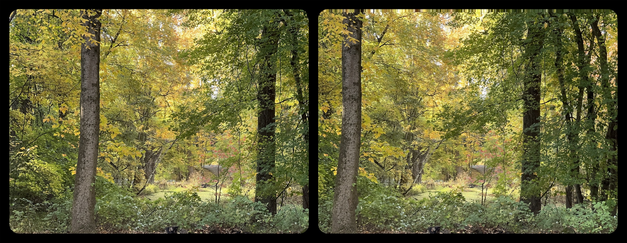 Pond, stereo pair